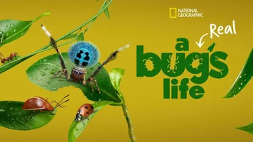 A Real Bug's Life
