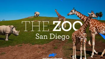 The Zoo: San Diego